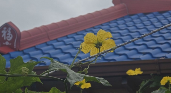 수세미꽃  한가득
